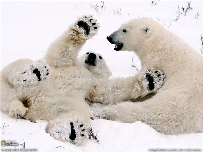 National Geographic album papier peint des animaux (2) #19