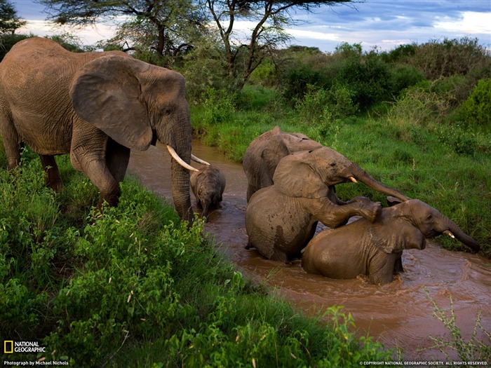 National Geographic album papier peint des animaux (2) #20