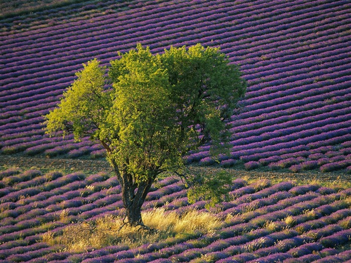 Plante árboles fondo de pantalla (7) #13