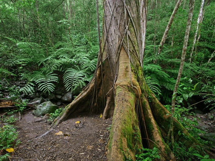 Plante árboles fondo de pantalla (7) #16