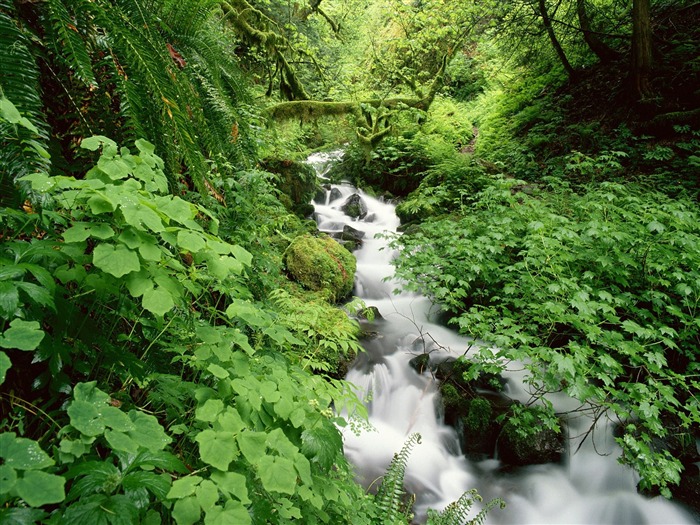 Cascada arroyos fondo de pantalla (6) #15