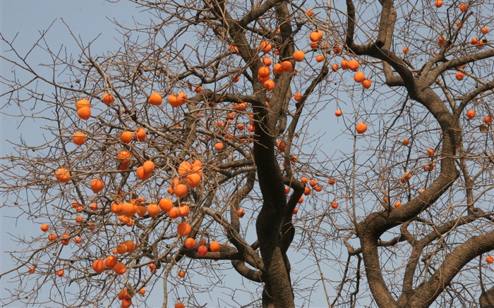 Landscape photography (3) (Li Shanquan works) #14