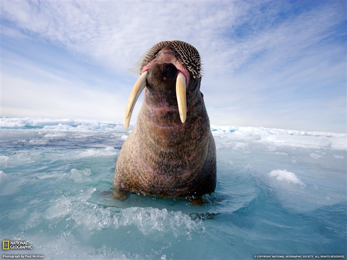 National Geographic album papier peint des animaux (3) #1