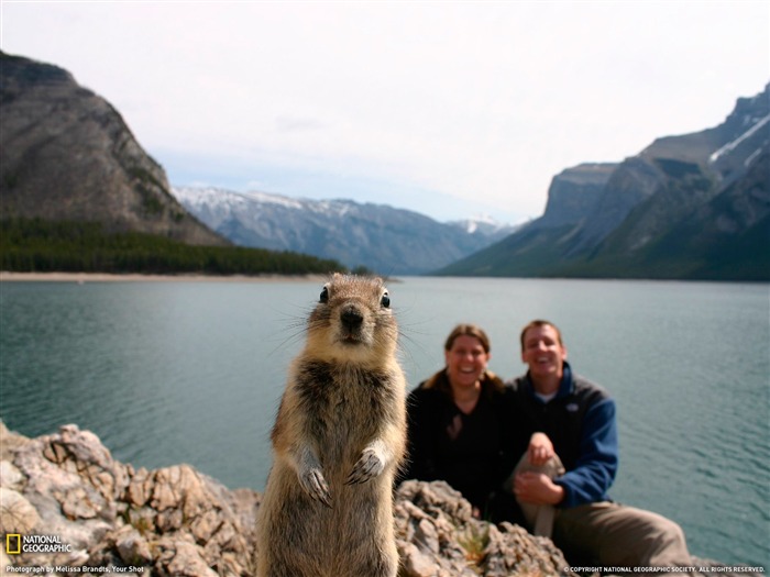 National Geographic album papier peint des animaux (3) #2