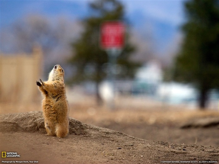 National Geographic album papier peint des animaux (3) #3