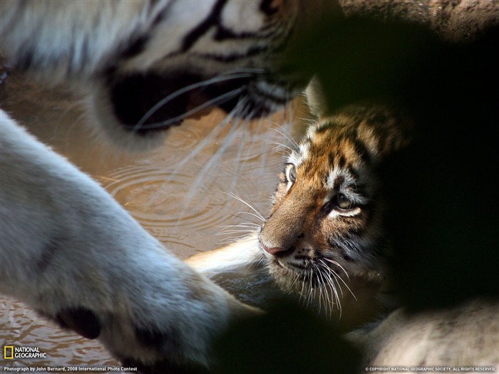 National Geographic album papier peint des animaux (3) #4