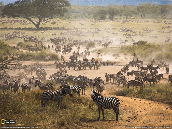 National Geographic album papier peint des animaux (3) #6