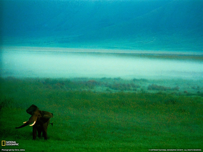 National Geographic zvířecí tapety album (3) #7