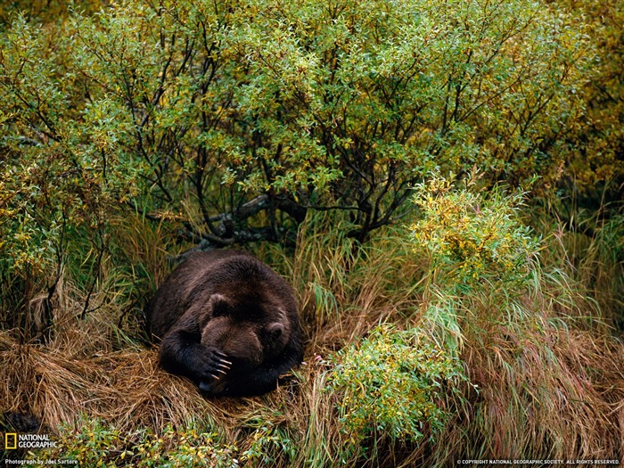 National Geographic zvířecí tapety album (3) #9