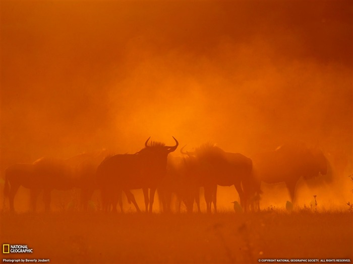 National Geographic zvířecí tapety album (3) #12