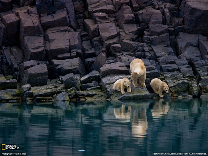 National Geographic zvířecí tapety album (3) #14