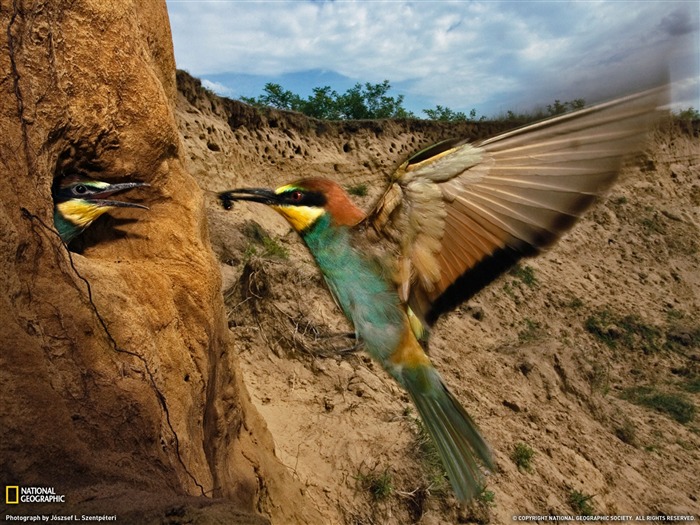 National Geographic album papier peint des animaux (3) #16