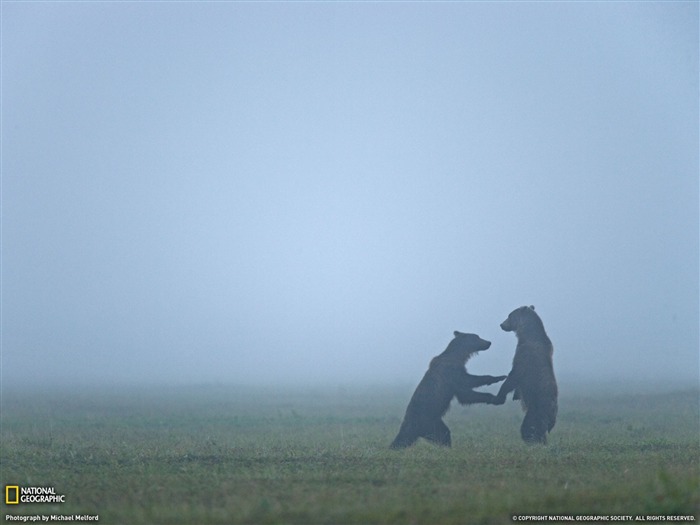 National Geographic zvířecí tapety album (3) #17