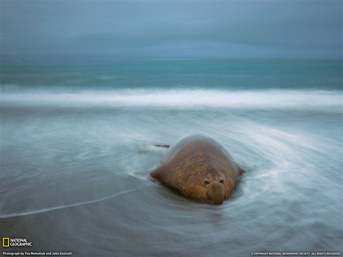 National Geographic zvířecí tapety album (3) #18