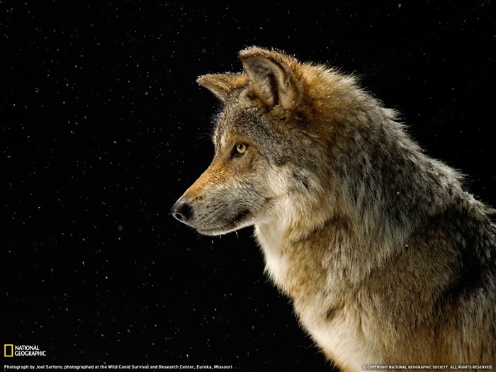 National Geographic animal wallpaper album (4) #2