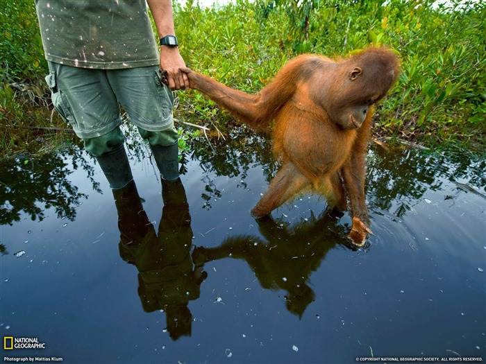 National Geographic zvířecí tapety album (4) #5