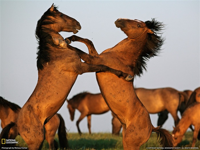 National Geographic животных обои альбом (4) #7