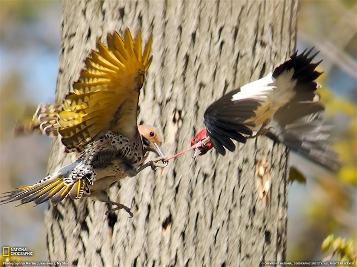 National Geographic животных обои альбом (4) #9