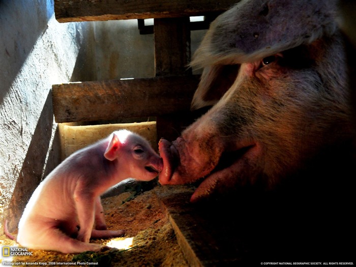 National Geographic album papier peint des animaux (4) #12