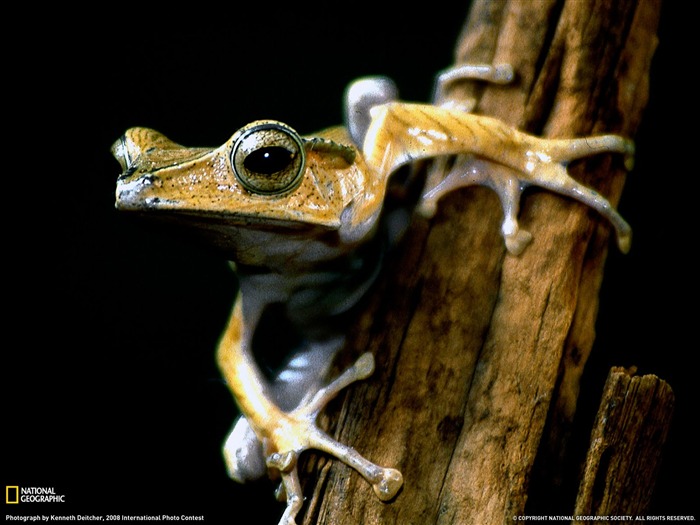 National Geographic album papier peint des animaux (4) #14