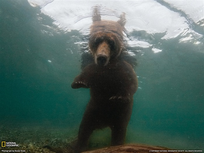 National Geographic album papier peint des animaux (4) #17