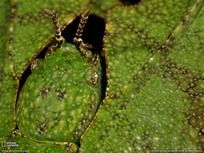 Nacional Geographic animales fondos de escritorio de disco (4) #20