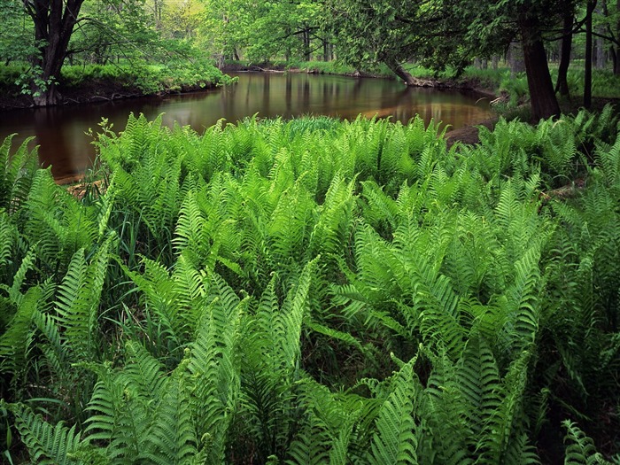 Plante árboles fondo de pantalla (8) #5