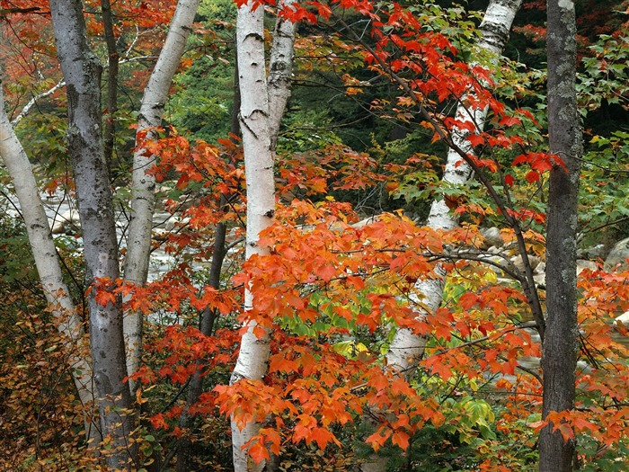 Plante árboles fondo de pantalla (8) #13