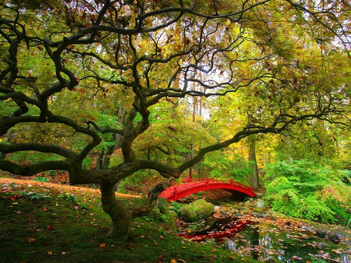 Plante árboles fondo de pantalla (8) #20