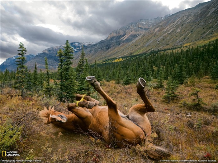 National Geographic album papier peint des animaux (5) #2