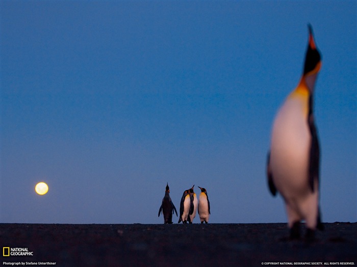 National Geographic zvířecí tapety album (5) #3