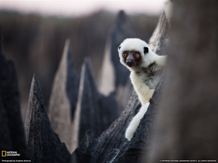 National Geographic album papier peint des animaux (5) #10