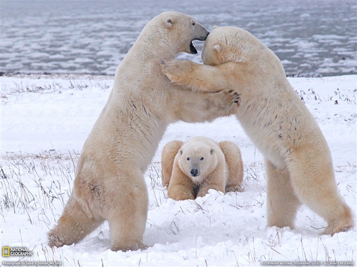 National Geographic zvířecí tapety album (5) #16