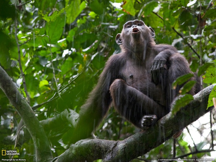 Nacional Geographic animales fondos de escritorio de disco (5) #19