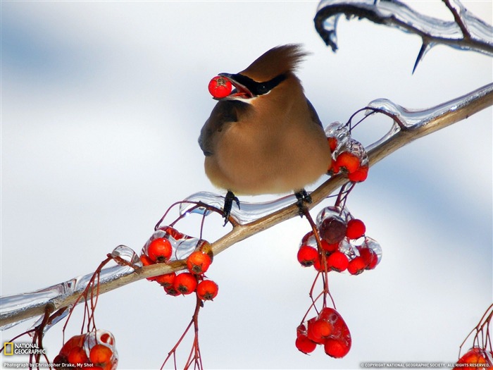 National Geographic album papier peint des animaux (5) #20