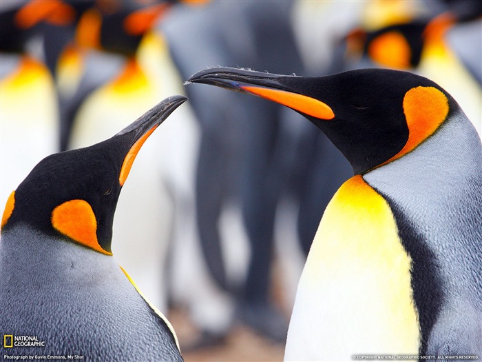 National Geographic album papier peint des animaux (6) #1