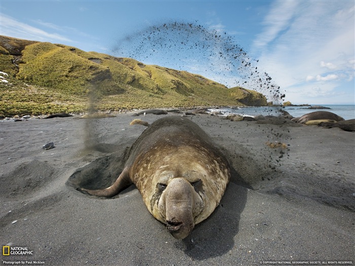 National Geographic album papier peint des animaux (6) #2