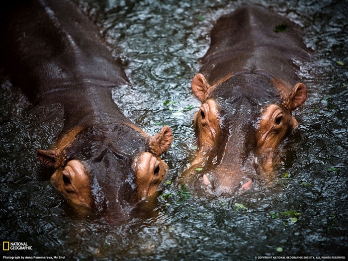 National Geographic album papier peint des animaux (6) #3