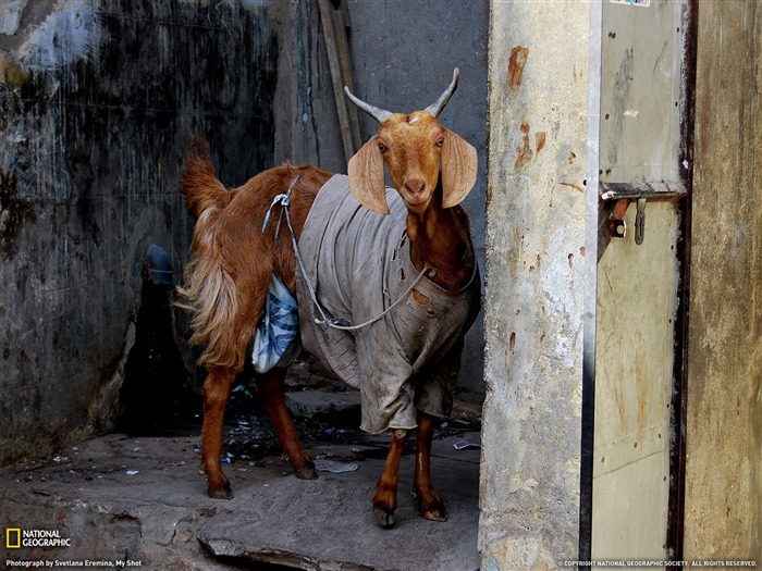 National Geographic album papier peint des animaux (6) #5