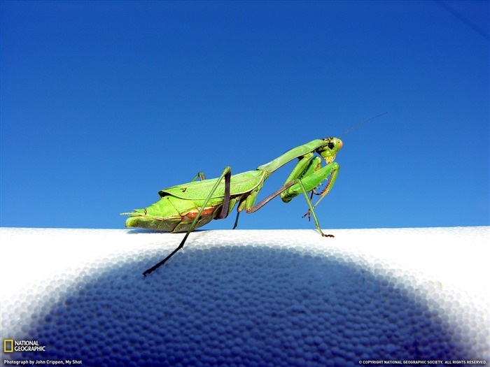 National Geographic album papier peint des animaux (6) #9