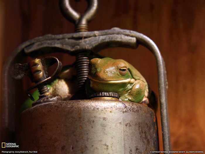 National Geographic album papier peint des animaux (6) #14