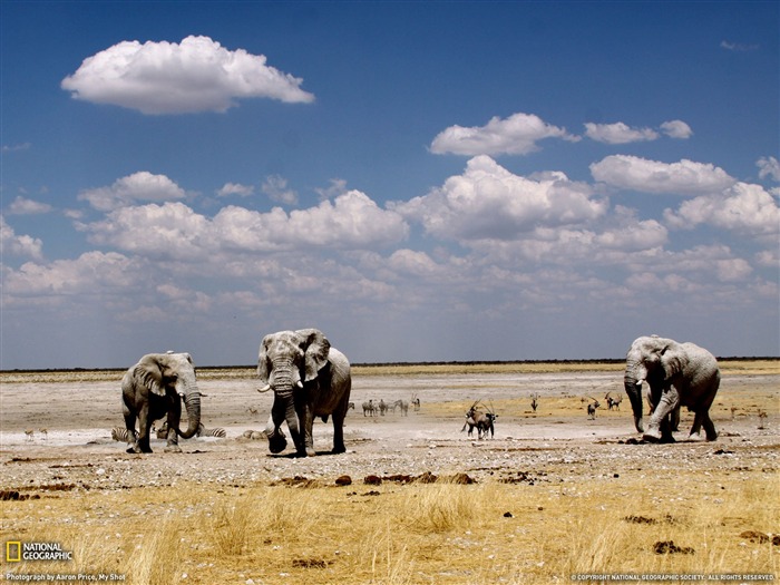 National Geographic album papier peint des animaux (6) #15