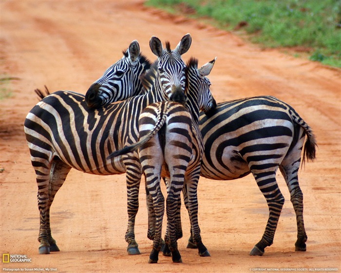 National Geographic album papier peint des animaux (6) #17