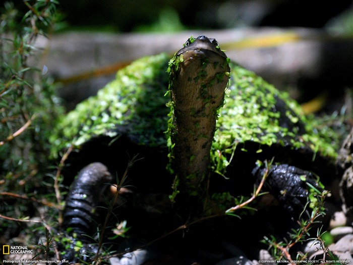 National Geographic zvířecí tapety album (6) #20