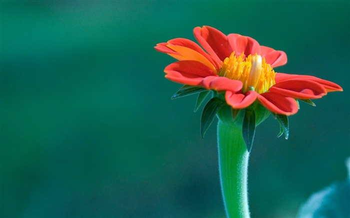 fondos de escritorio de flores con pantalla ancha de cerca (11) #1