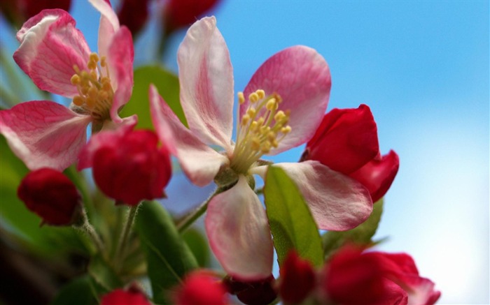 fondos de escritorio de flores con pantalla ancha de cerca (11) #2