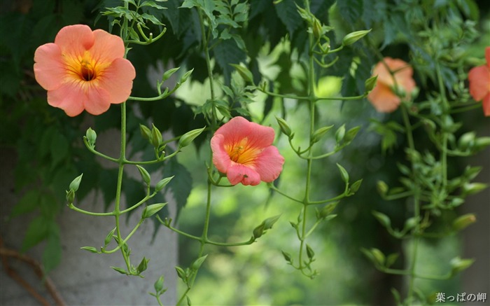 宽屏鲜花特写 壁纸(11)7