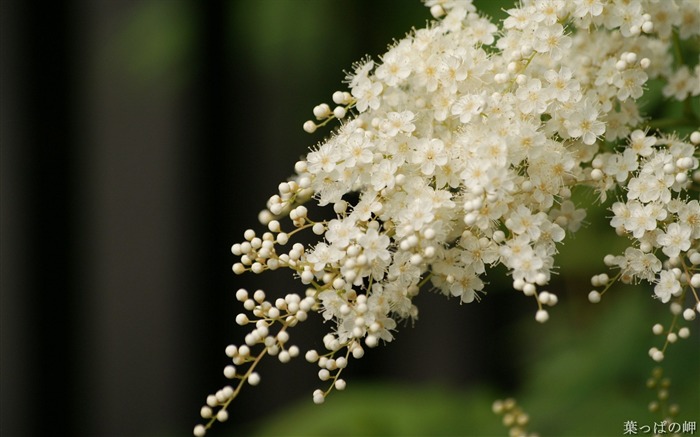 ワイドスクリーンの壁紙の花に近い(11)を開く #10