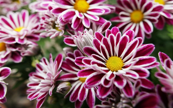 Širokoúhlý tapety květiny close-up (11) #12