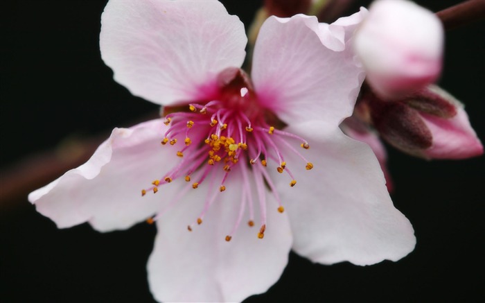 fleurs fond d'écran Widescreen close-up (11) #15